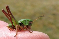 Vortebider (Decticus verrucivorus) -  Nymfe set på diget i maj