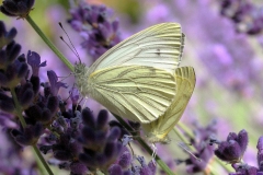 Ved sommerhus - juli - parring på Lavendel