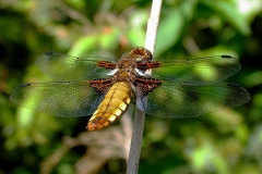 Blå libel  (Libellula depressa) - Kropslængde 40-48 mm - Hun set i plantagen  i maj