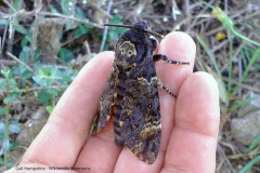 Dødninghoved  (Acherontia Dødninghoved  (Acherontia atropos). Natsommerfugl – vor største sommerfugl med et vingefang hos hunnen på op til 130 mm. Hjemsted syd for Sahara. Et fåtal gæster os i sensommeren. Tiltrækkes af honning, og ses derfor ofte ved bistader. 