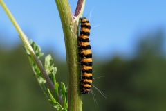 Plantagen - juli - larve på Eng-brandbæger. Planten er giftig, men larven tåler den, og optager den i sin krop. Både larve og senere den voksne sommerfugl er derfor giftige.