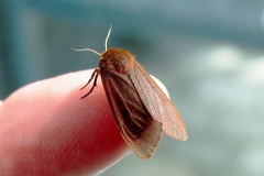 1/5 Flyvefærdig sommerfugl klækket fra puppe fundet i Lyng på diget