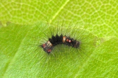 8. maj - larve 8 dage gammel 3-4 mm - bliver fodret med friske bøgeblade