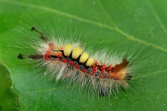 20. maj - larve 20 dage gammel ca. 1,5 cm - prangende farver