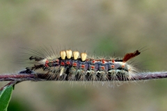 1. juni - larve 31 dage gammel  - ca. 3 cm