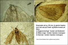 Fund som kan ses på Fossil- og Molermuseet på Mors