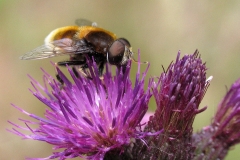 Håret dyndflue (Eristalis intricaria) - Set i plantagen i juni på Tidsel