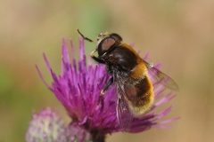 Håret dyndflue (Eristalis intricaria) - Set i plantagen i juni på Tidsel