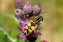 Trebåndet sumpsvirreflue (Helophilus trivittatus) - Set i plantagen i juni på Tidsel