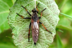 Tysk rovflue (Pamponerus germanicus)- Set i plantagen i juni på Poppel