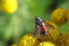 Rød snylteflue (Eriothrix rufomaculatus) - Set på diget i august på Rejnfan