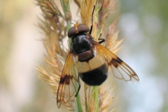 Hvidbåndet humlesvirreflue (Volucella pellucens) - Set i plantagen i august