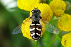 Hvidplettet agersvirreflue (Scaeva pyrastri) - Set på diget i august på Rejnfan