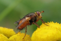 Mellemfluen Oscar (Tachina fera) - Set på diget i august på Rejnfan