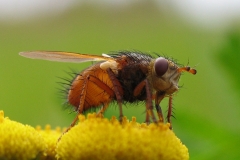 Mellemfluen Oscar (Tachina fera) - Set på diget i august på Rejnfan