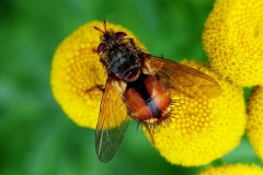 Mellemfluen Oscar (Tachina fera) - Set på diget i august på Rejnfan