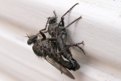 Sort hårrovflue (Tolmerus atricapillus) - parring - set ved sommerhus i juli