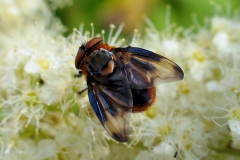 Blåvinget pragtsnylteflue (Phasia hemiptera) - Set i plantagen i juli