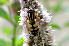 Almindelig sumpsvirreflue (Helophilus pendulus) - Set ved sommerhus i august på Mynte