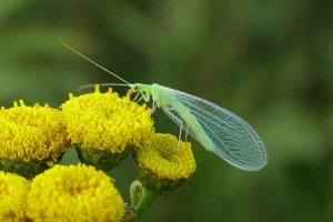 Øvrige insekter (Netvinger m.m.)