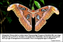 Atlasspinder er verdens størst Natsommerfugl med et vingefang på op til 30 cm.