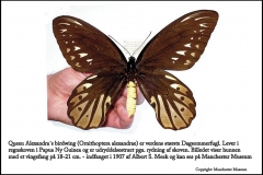 Queen Alexandra´s birdwing er verdens største sommerfugl med et vingefang på op til 21 cm