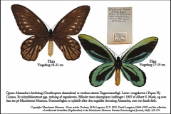 Queen Alexandra´s birdwing er verdens største sommerfugl med et vingefang på op til 21 cm