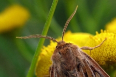 Mosebunkeugle - Natsommerfugl - han med tydelige fjerbelagte antenner