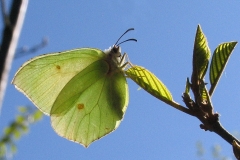 Citronsommerfugl lægger æg på Tørst