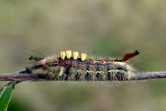 Stor larve af Lille penselspinder kort før puppe-stadiet