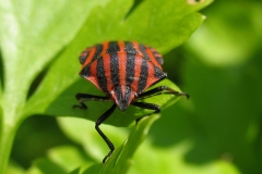 Stribetæge (Graphosoma italicum) - Set i plantagen i juli