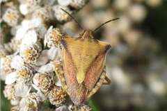 Glat bredtæge (Carpocoris fuscispinus) - På diget i august. på Alm. røllike - sjælden for landet