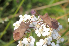 Skræppetæge (Coreus marginatus) - Set i plantagen i august på Alm. Røllike