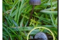 Arboretum-Koekelare-06-11-2019-Zwarte-melksteelmycena