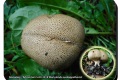 Koekelare-Arboretum-5-09-2018-Wortelende-aardappelbovist