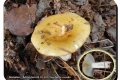 Koekelare - Arboretum 04-10-2017 Geelwitte russula