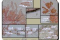Baliekouter-12-04-2023-Geelbruine-vezelkop-Microscopie-Christine-Debels
