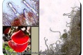 Baliekouter-12-04-2023-Krulhaarkelkzwam-Microscope-Christine-Debels