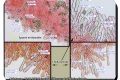 Baliekouter-12-04-2023-Vleeskleurige-zalmplaat-Microscopie-Christine-Debels