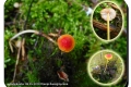 Baliekouter-08-05-2019-Oranje-dwergmycena