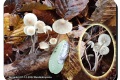 Bergelen-07-12-2022-Bundelmycena