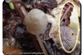 Bergelen-07-12-2022-Gewone-melksteelmycena