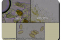 Bergelen-06-03-2024-Groot-mosklokje-Microscopie-Christne-Debels
