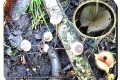 Bergelen-28-09-2022-Grote-bloedsteelmycena