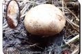 Bergelen-28-09-2022-Uiige-aardappelbovist