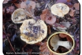 Beernem-Bulskampveld-07-11-2018-Geelwitte-russula