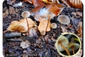 De-Gavers-02-11-2016-Prachtmycena