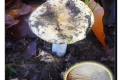 Hollebeke-Golfterrein-04-12-2019-Geelwitte-russula