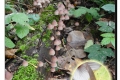 Stasegem kanaalbos en vaartzone  20-09-2017  Grote bloedsteelmycena