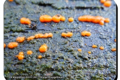 De kleiputten 04-01-2017 Oranje druppelzwam